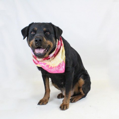 Elly, an adoptable Rottweiler in Greenville, SC_image-4