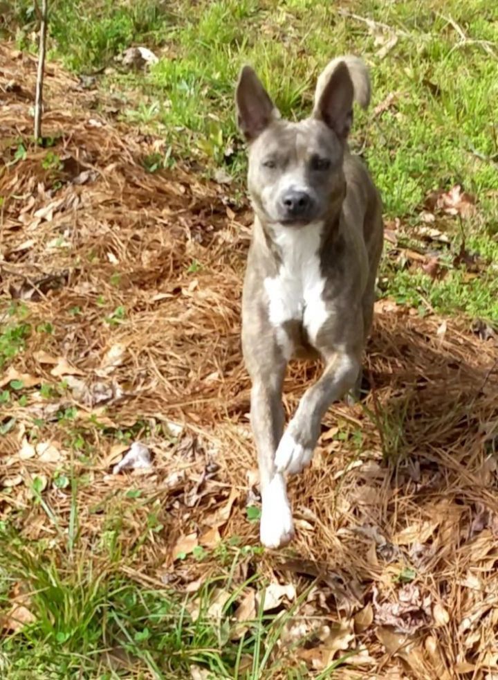NuNu, an adoptable Italian Greyhound & Terrier Mix in New Orleans, LA_image-2