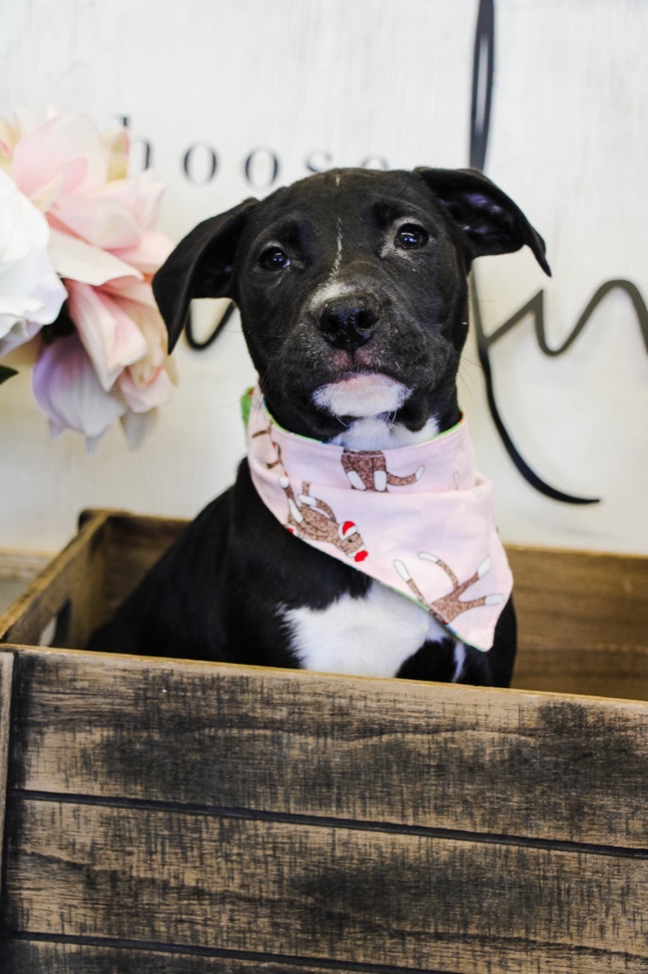Sunny , an adoptable Pit Bull Terrier Mix in Newberg, OR_image-1