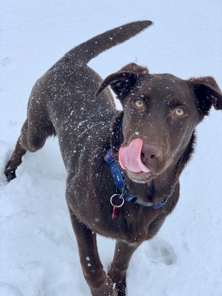 Knox, an adoptable Chocolate Labrador Retriever in Cedar Rapids, IA_image-1