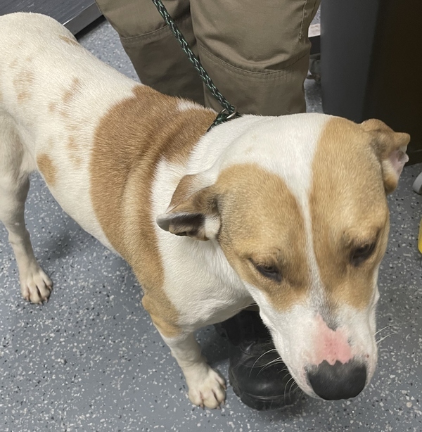 Spike, an adoptable Labrador Retriever Mix in Morristown, TN_image-1