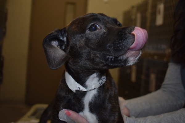 Jelly, an adoptable Terrier Mix in Birmingham, AL_image-3