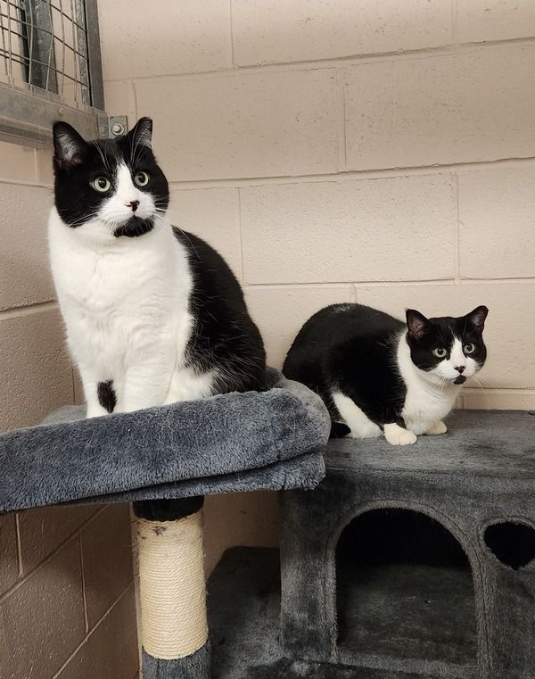 Betty and Bobby, an adoptable Domestic Short Hair in Bowmanville, ON_image-1