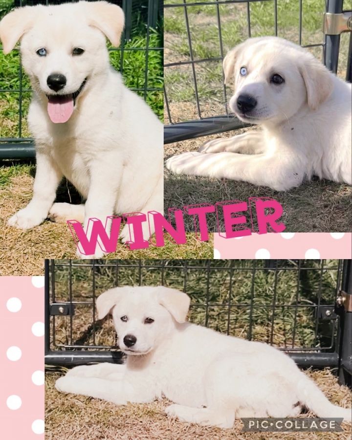 Snow & Friends , an adoptable Great Pyrenees Mix in Southlake, TX_image-2