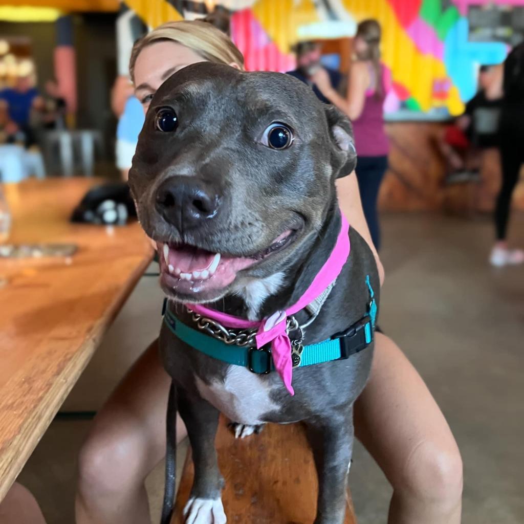 Luna, an adoptable Terrier in Savannah, GA, 31406 | Photo Image 1