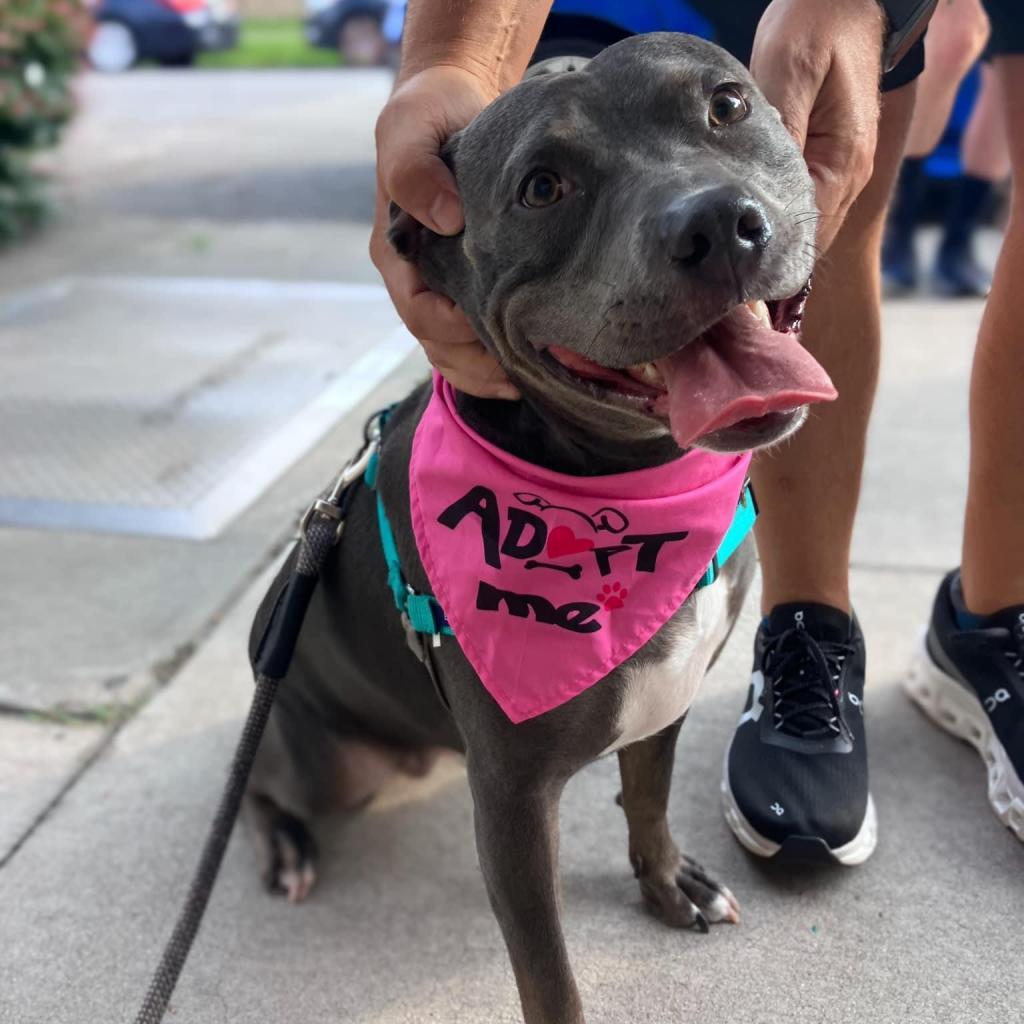 Luna, an adoptable Terrier in Savannah, GA, 31406 | Photo Image 3