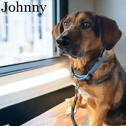 Johnny, an adoptable Hound Mix in Cumberland, MD_image-1
