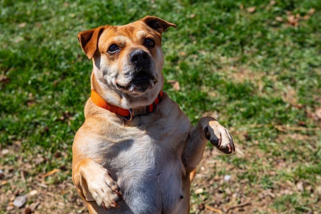 Penny, an adoptable Terrier in Greencastle, IN, 46135 | Photo Image 1