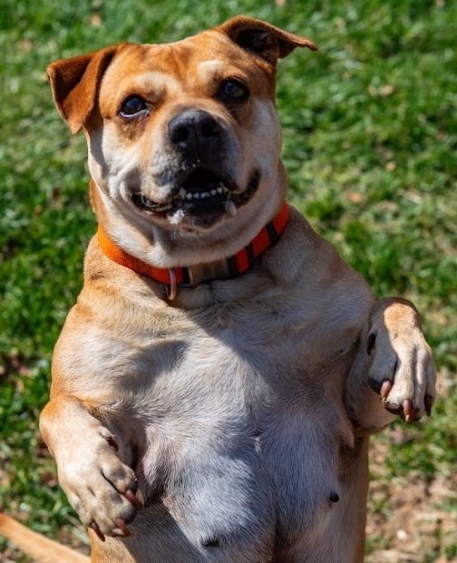 Penny, an adoptable Terrier in Greencastle, IN, 46135 | Photo Image 1