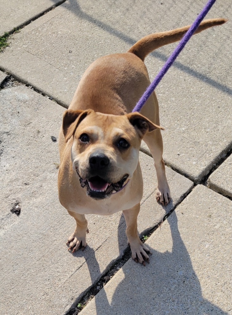 Penny, an adoptable Terrier in Greencastle, IN, 46135 | Photo Image 2