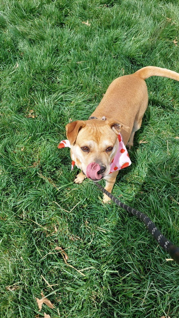 Penny, an adoptable Terrier in Greencastle, IN, 46135 | Photo Image 3