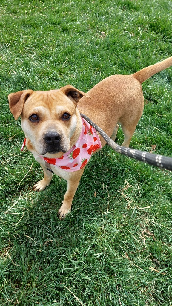 Penny, an adoptable Terrier in Greencastle, IN, 46135 | Photo Image 4