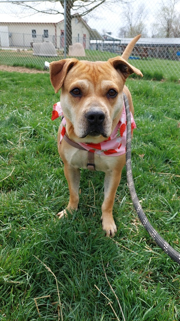 Penny, an adoptable Terrier in Greencastle, IN, 46135 | Photo Image 5