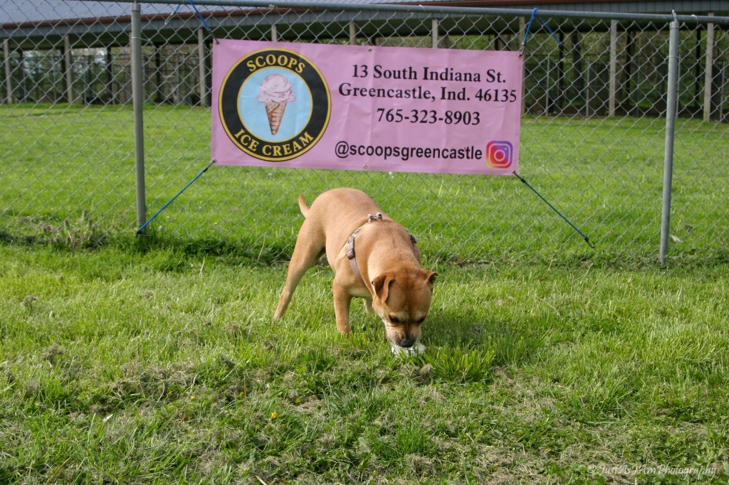 Penny, an adoptable Terrier in Greencastle, IN, 46135 | Photo Image 6