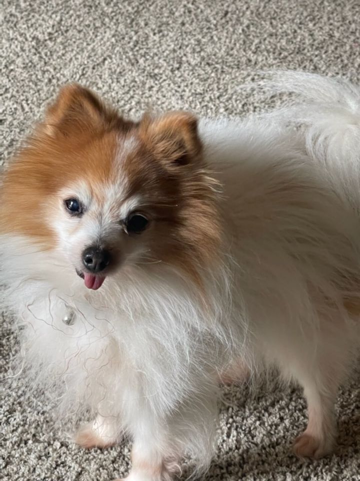 Marley, an adopted Pomeranian in San Angelo, TX_image-1