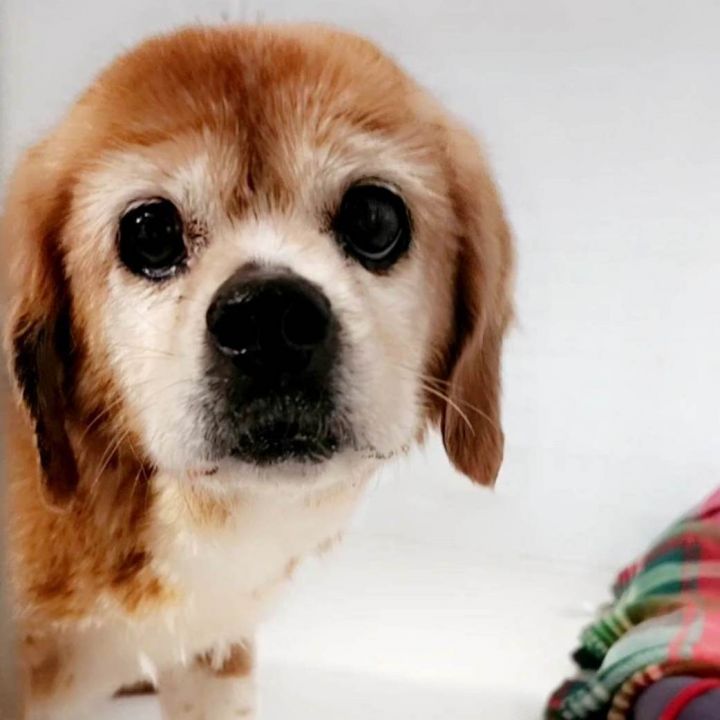 Jazzy Belle       **ADOPTION FEE SPONSORED** 2