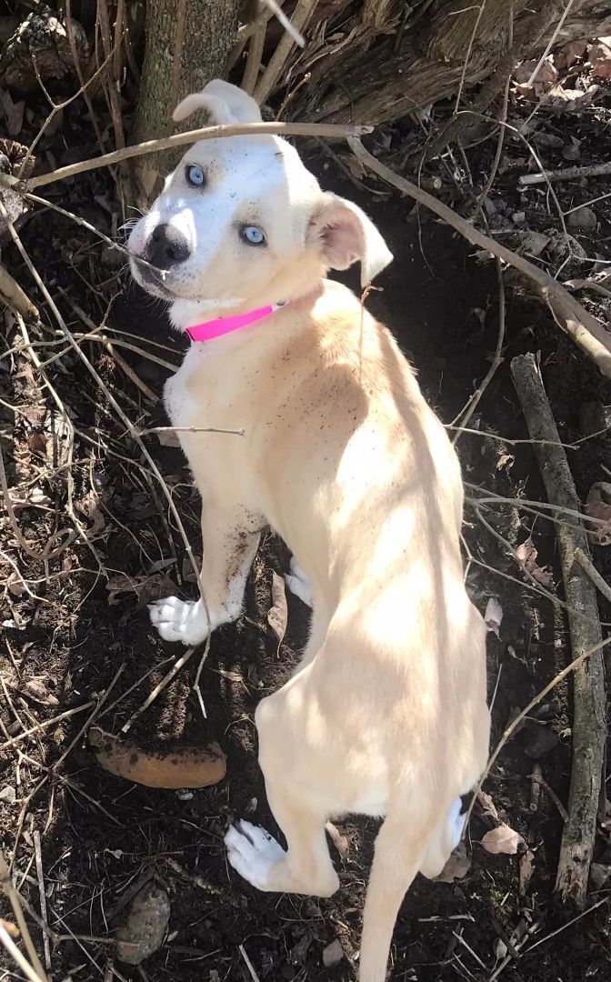 Lottie *HERE IN NH* 5