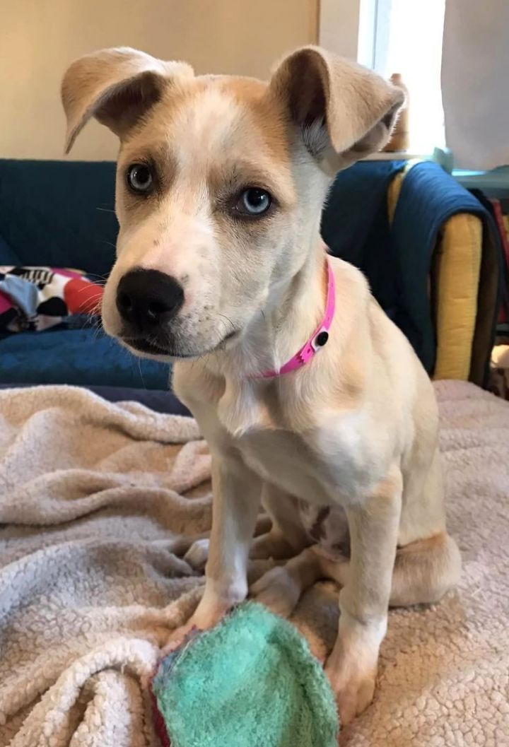 Lottie *HERE IN NH* 6
