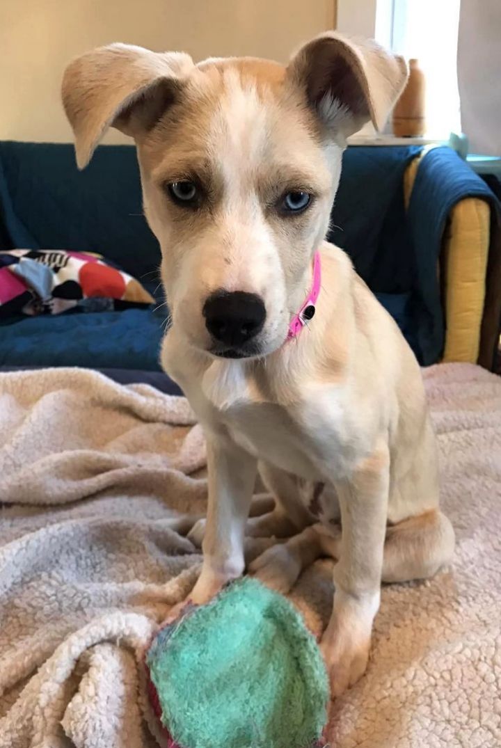 Lottie *HERE IN NH* 1