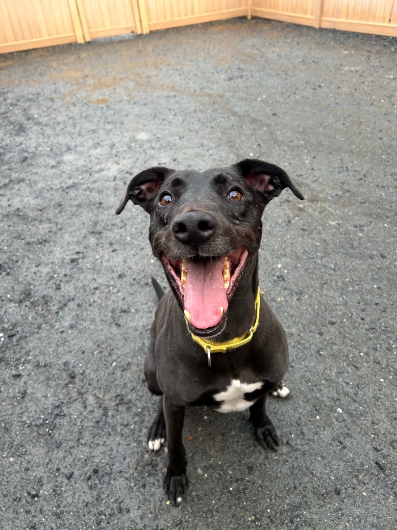 Dexter, an adoptable Greyhound, Lurcher in Swanzey, NH, 03446 | Photo Image 2
