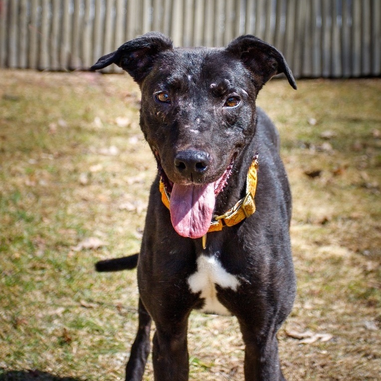 Dexter, an adoptable Greyhound, Lurcher in Swanzey, NH, 03446 | Photo Image 3