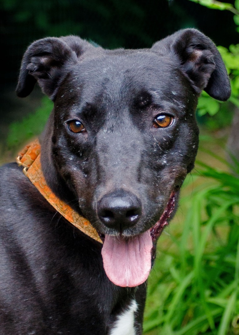 Dexter, an adoptable Greyhound, Lurcher in Swanzey, NH, 03446 | Photo Image 1