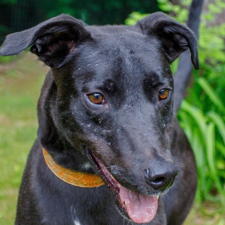 Dexter, an adoptable Greyhound, Lurcher in Swanzey, NH, 03446 | Photo Image 4