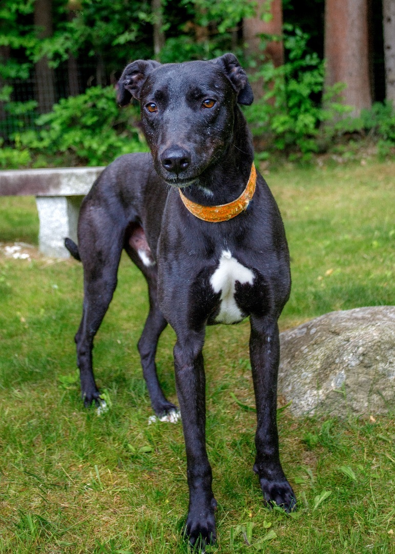 Dexter, an adoptable Greyhound, Lurcher in Swanzey, NH, 03446 | Photo Image 5