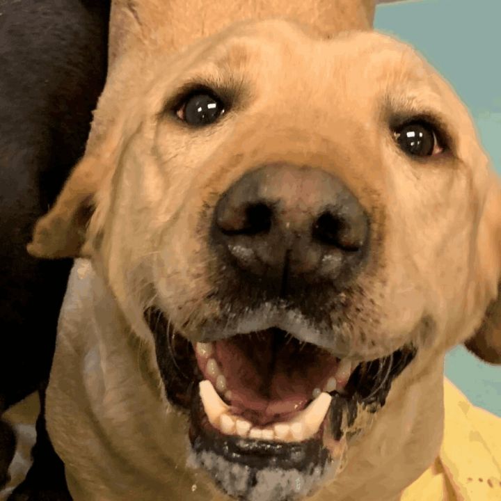 yellow lab with black spots