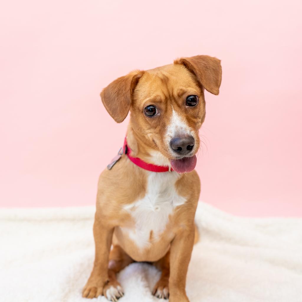 Maria, an adoptable Dachshund in New York, NY, 10013 | Photo Image 1