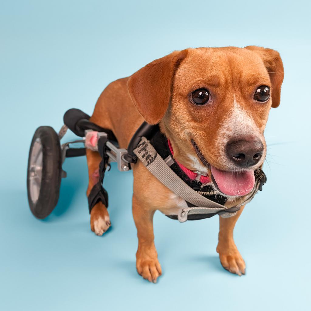 Maria, an adoptable Dachshund in New York, NY, 10013 | Photo Image 2