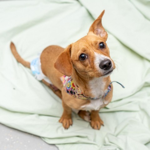 Maria, an adoptable Dachshund in New York, NY, 10013 | Photo Image 3