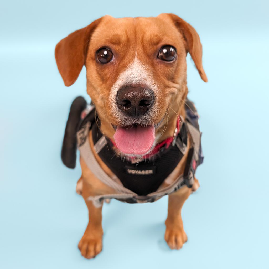 Maria, an adoptable Dachshund in New York, NY, 10013 | Photo Image 3