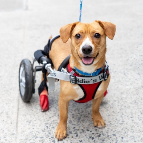 Maria, an adoptable Dachshund in New York, NY, 10013 | Photo Image 4