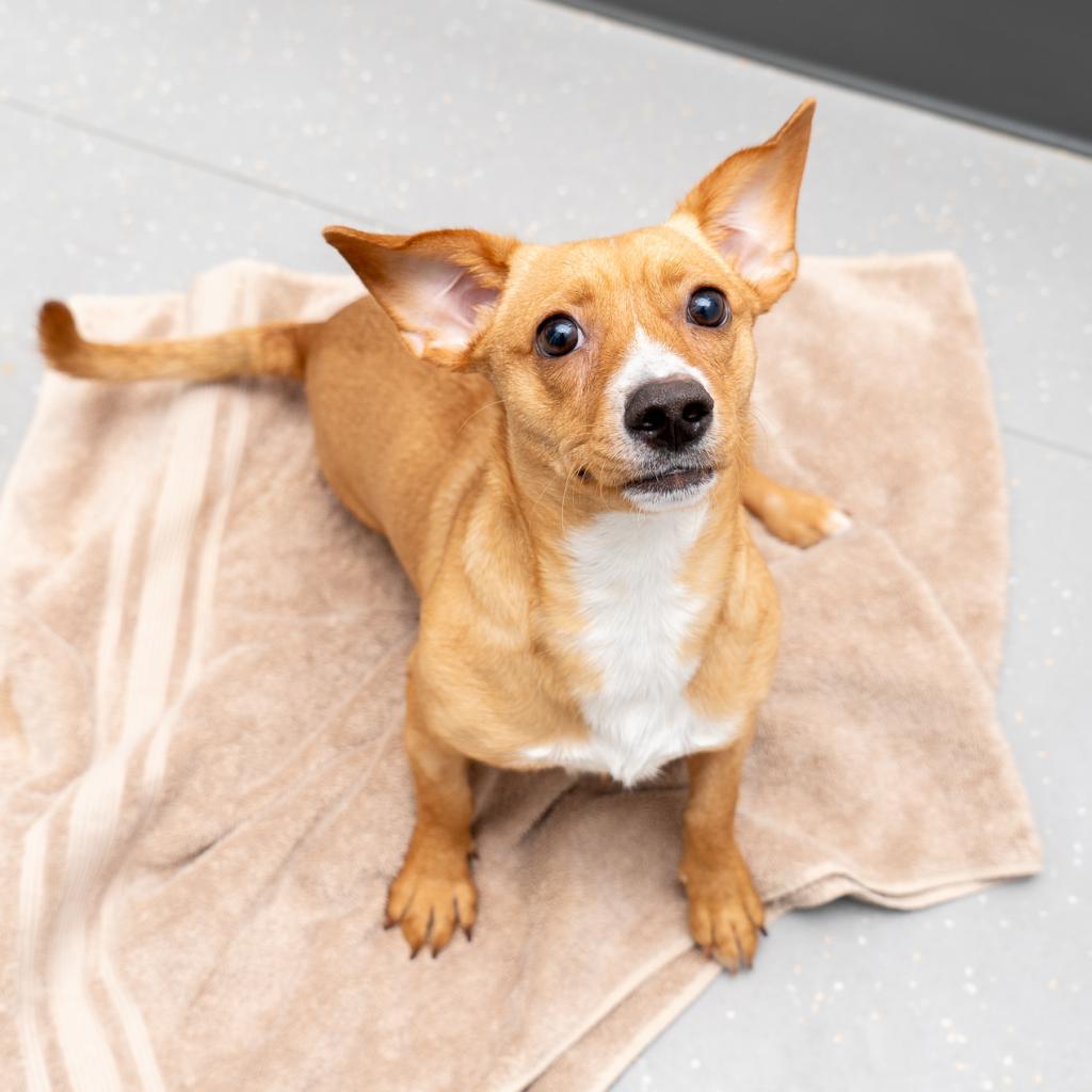 Maria, an adoptable Dachshund in New York, NY, 10013 | Photo Image 5