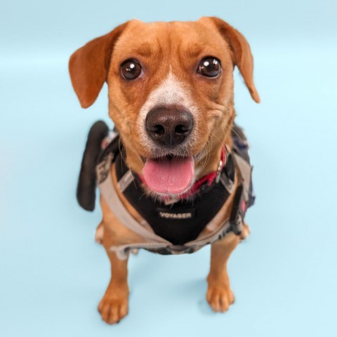 Maria, an adoptable Dachshund in New York, NY, 10013 | Photo Image 6