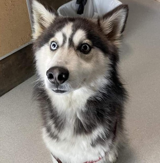 Sonic, an adopted Husky Mix in Wilmington, NC_image-1
