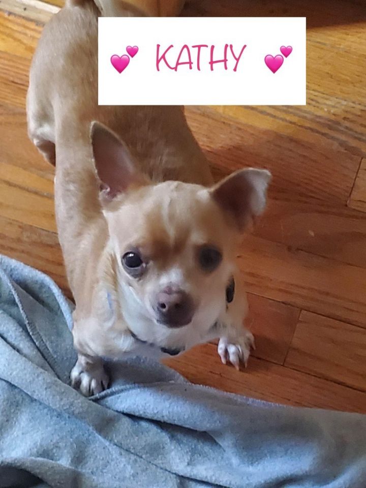 Kathy, an adoptable Chihuahua in Kenosha, WI_image-1