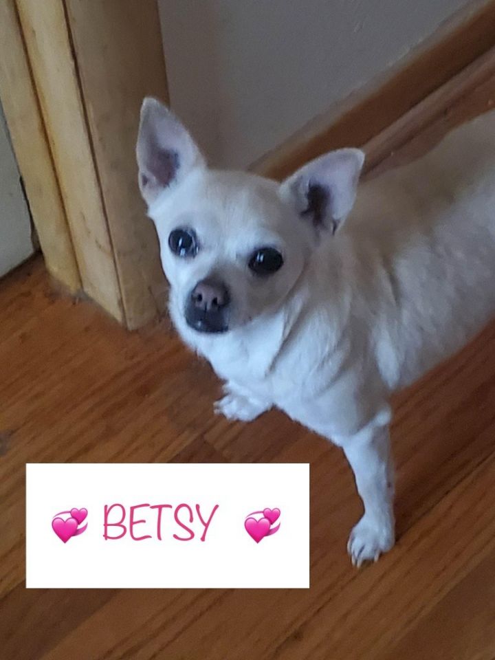 Betsy, an adoptable Chihuahua in Kenosha, WI_image-1