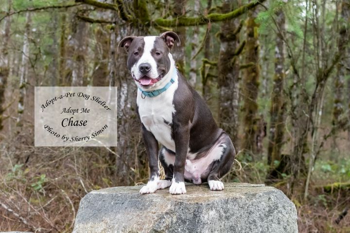 Dog for adoption - CHASE, a Pit Bull Terrier in Shelton, WA