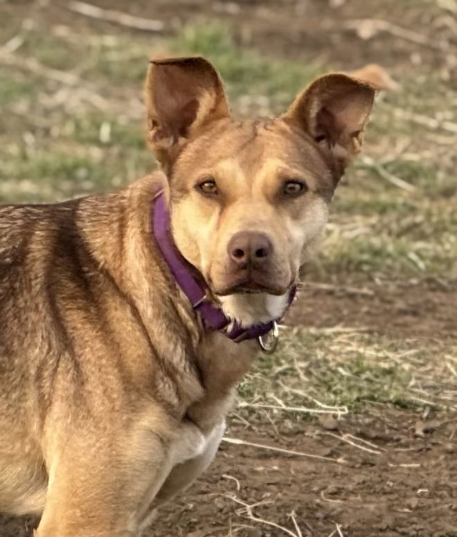 Kate, an adoptable Shepherd in Yreka, CA, 96097 | Photo Image 1