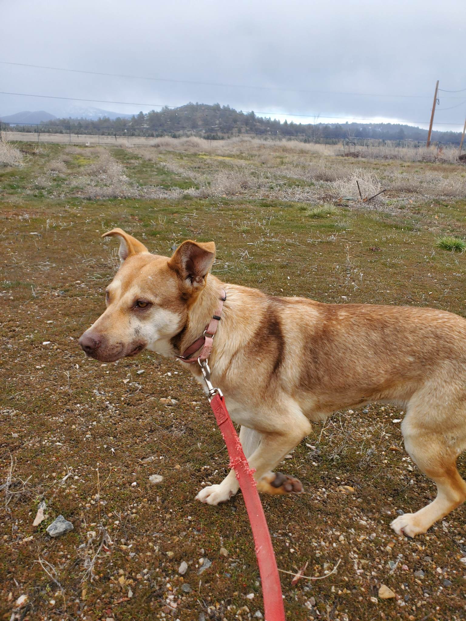 Kate, an adoptable Shepherd in Yreka, CA, 96097 | Photo Image 2