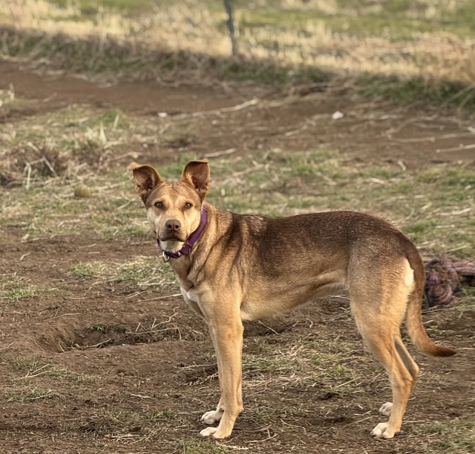 Kate, an adoptable Shepherd in Yreka, CA, 96097 | Photo Image 2