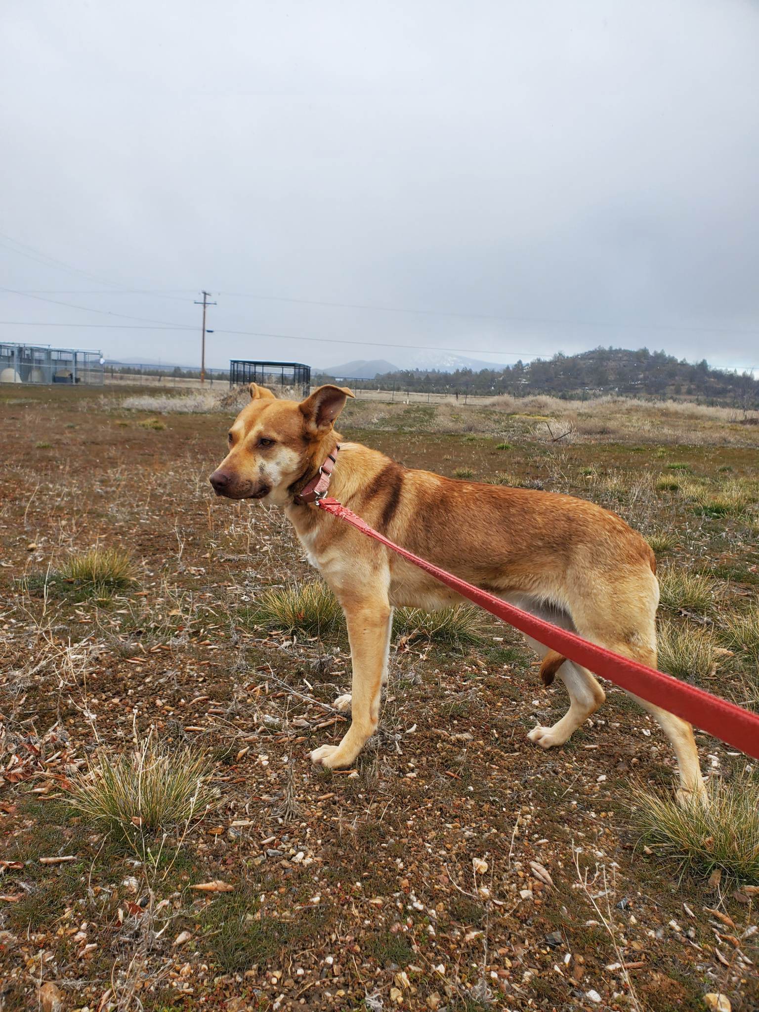 Kate, an adoptable Shepherd in Yreka, CA, 96097 | Photo Image 3