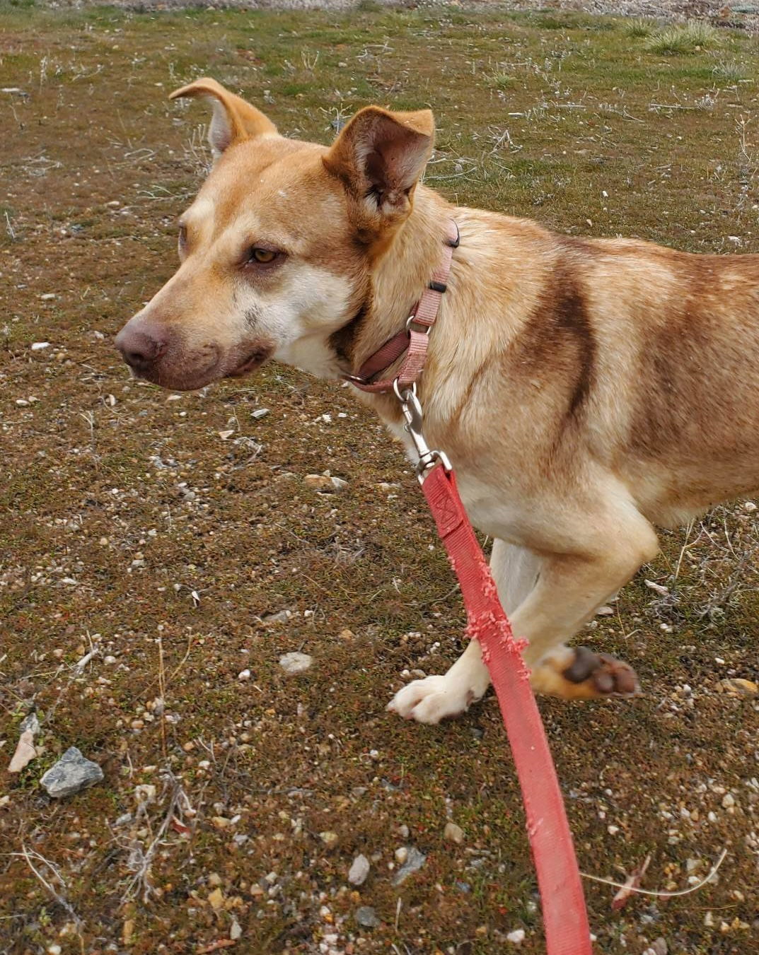 Kate, an adoptable Shepherd in Yreka, CA, 96097 | Photo Image 3