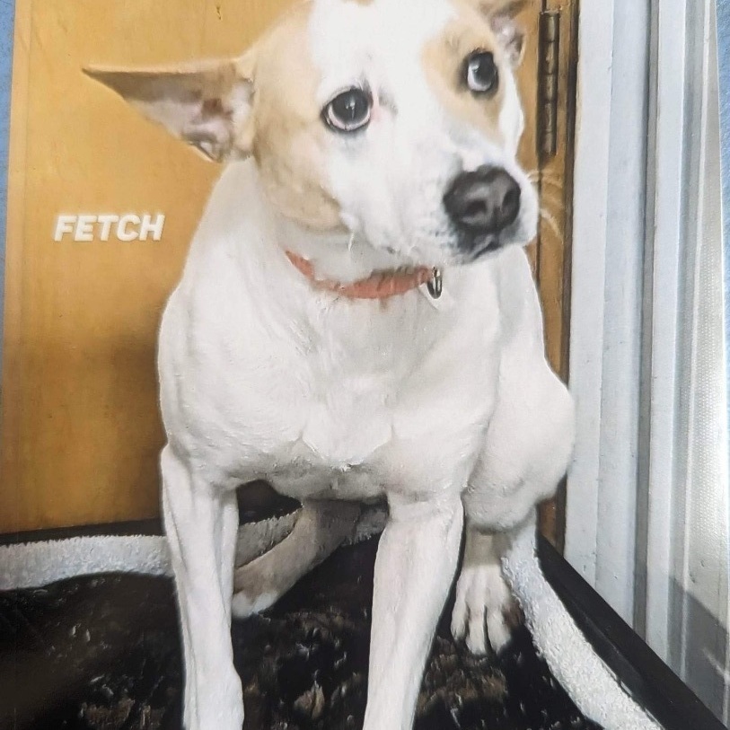 Fetch , an adoptable Jack Russell Terrier in Logan, OH, 43138 | Photo Image 2