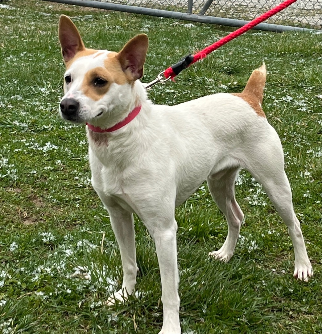 Fetch , an adoptable Jack Russell Terrier in Logan, OH, 43138 | Photo Image 1