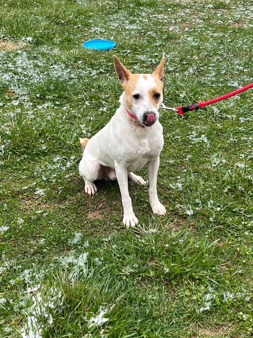 Fetch , an adoptable Jack Russell Terrier in Logan, OH, 43138 | Photo Image 3