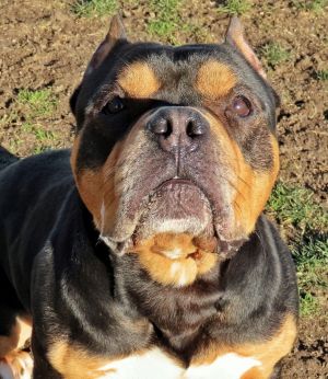 Dog for adoption 22 512 Diesel an American Bully in Amityville