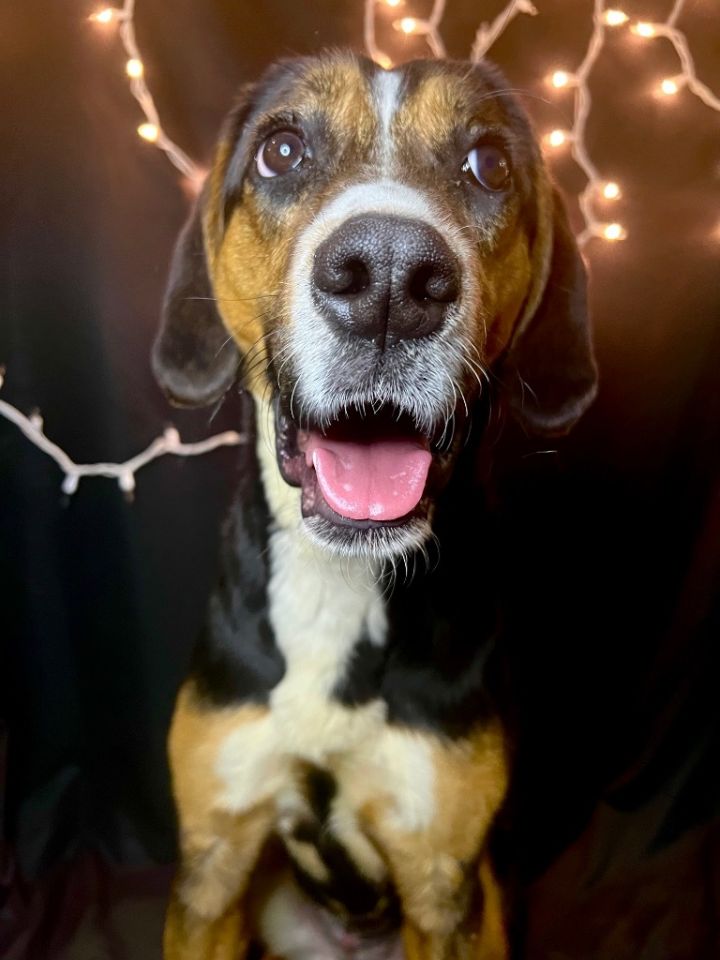 POPPY, an adoptable Coonhound in Wintersville, OH_image-4